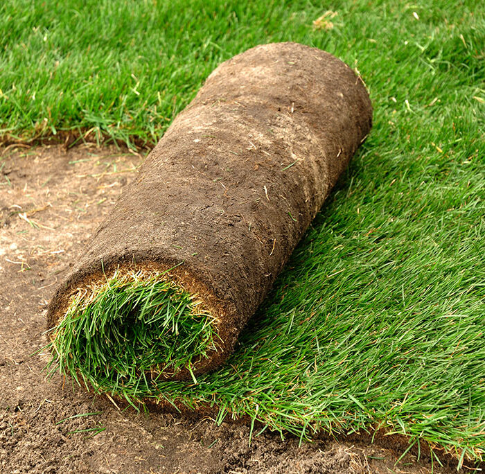 sod installation