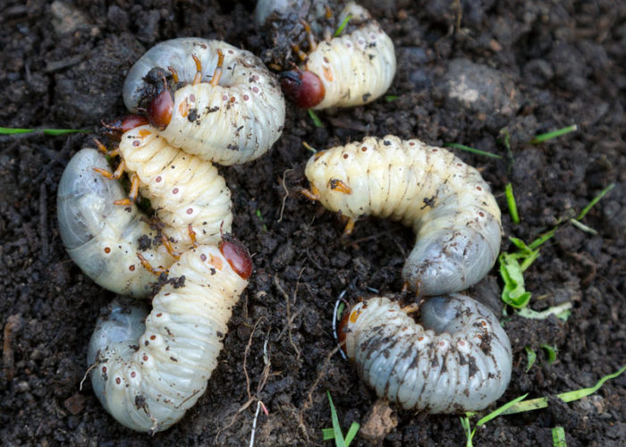 when to treat for grubs